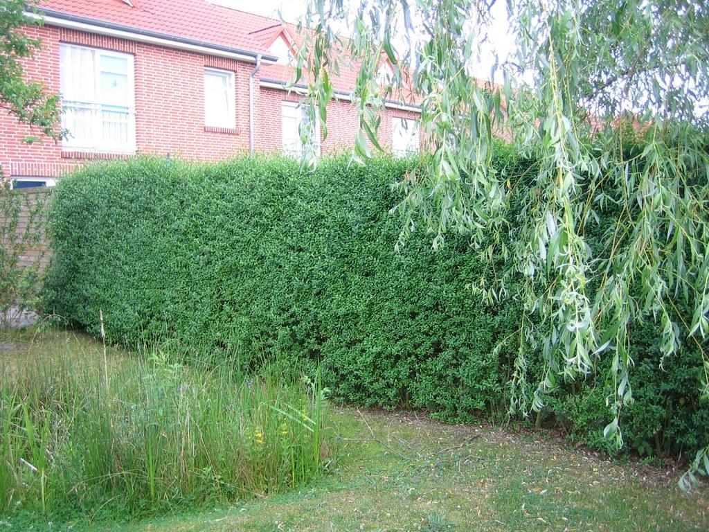 Image 2 of a trimmed hedge